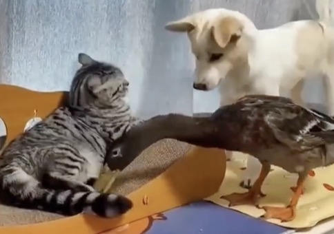 Wenn Katze, Hund und Ente sich streiten