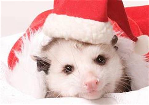 Hornoxe.com – Picdump #963