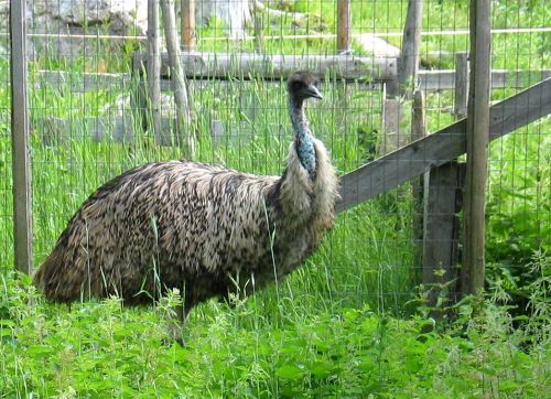 emu_picdump01_08.jpg