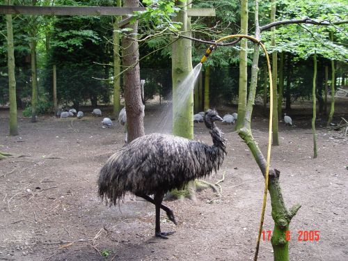emu_picdump01_16.jpg