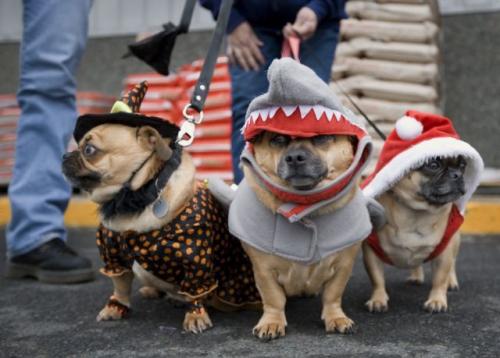 Pet Halloween Costume Contest