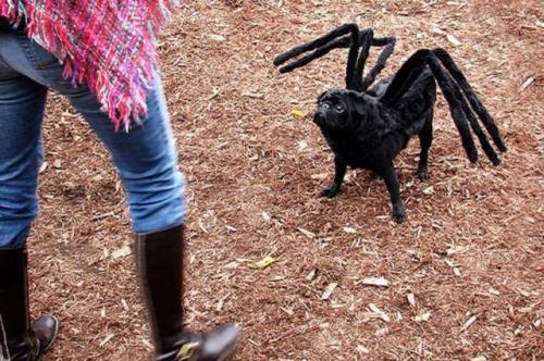 hornoxe.com_halloween_mix_picdump_096