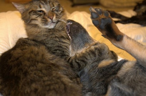 hornoxe.com_photobombs_picdump04_06