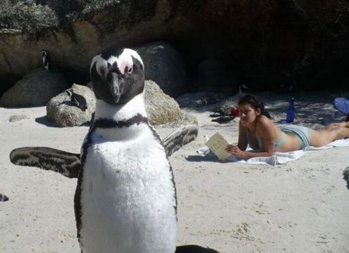 hornoxe.com_photobombs_picdump04_11