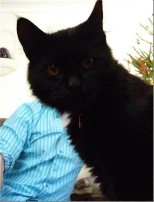 hornoxe.com_photobombs_picdump04_13