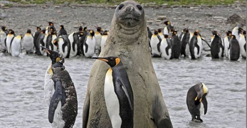 hornoxe.com_photobombs_picdump04_18