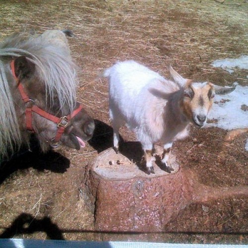 hornoxe.com_photobombs_picdump04_19