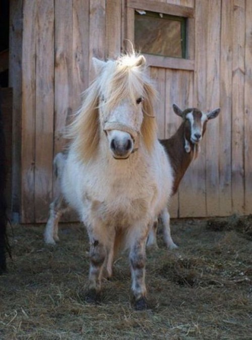 hornoxe.com_photobombs_picdump04_28