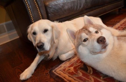 hornoxe.com_photobombs_picdump04_32