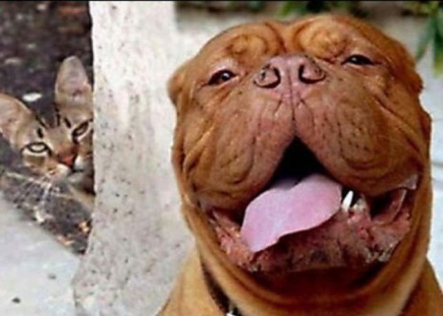 hornoxe.com_photobombs_picdump04_38