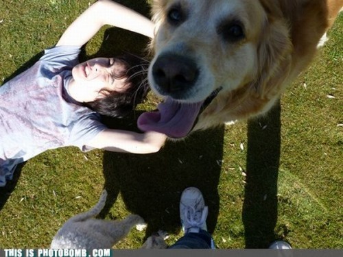 hornoxe.com_photobombs_picdump05_07