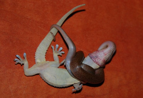 hornoxe.com_picdump106_11