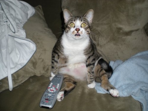 hornoxe.com_picdump110_08