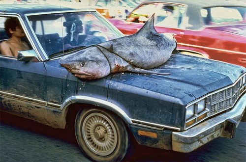 hornoxe.com_picdump110_38