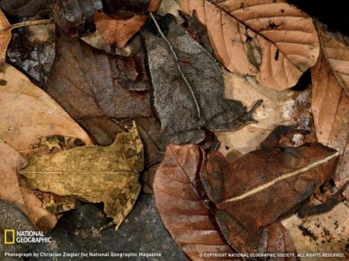 hornoxe.com_picdump117_44