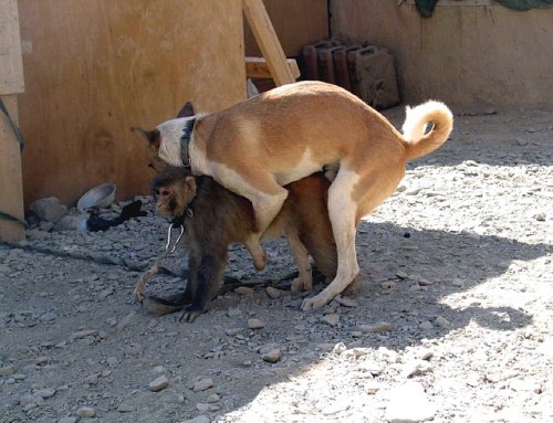 hornoxe.com_picdump118_30