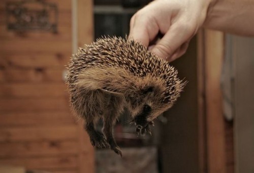 hornoxe.com_picdump118_52