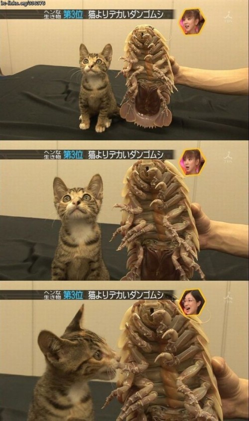 hornoxe.com_picdump118_79