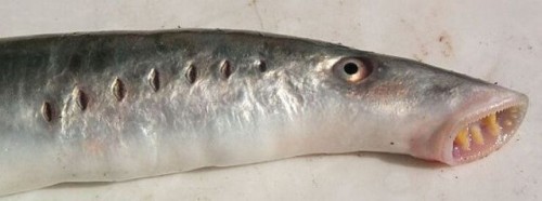 hornoxe.com_picdump118_80