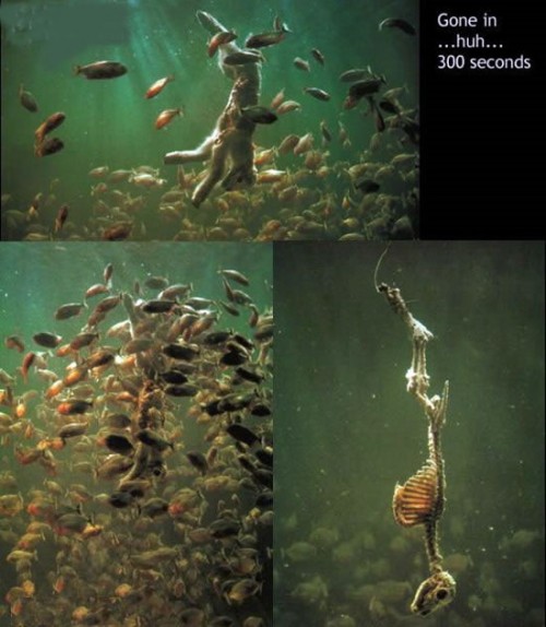 hornoxe.com_picdump119_06