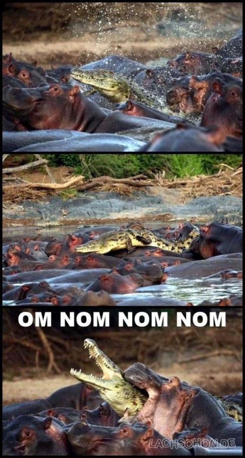 hornoxe.com_picdump120_35