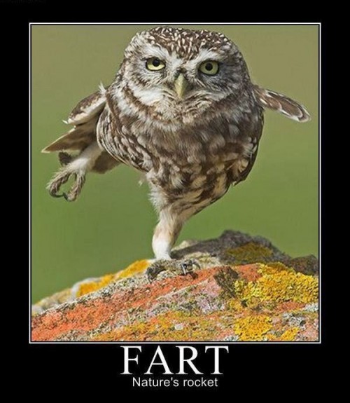 hornoxe.com_picdump120_46