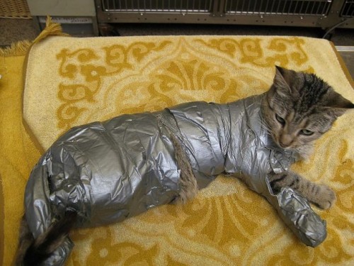 Duct Taped Cat