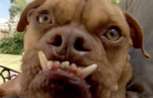 hornoxe.com_picdump124_39