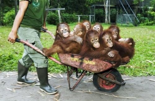 hornoxe.com_picdump125_04