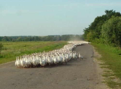 hornoxe.com_picdump125_62