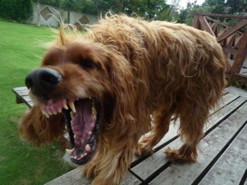 hornoxe.com_picdump126_37