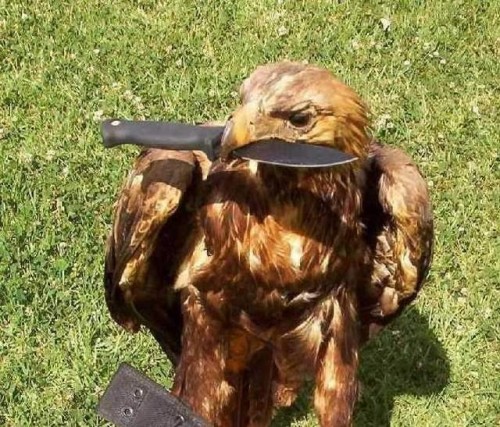 hornoxe.com_picdump127_50