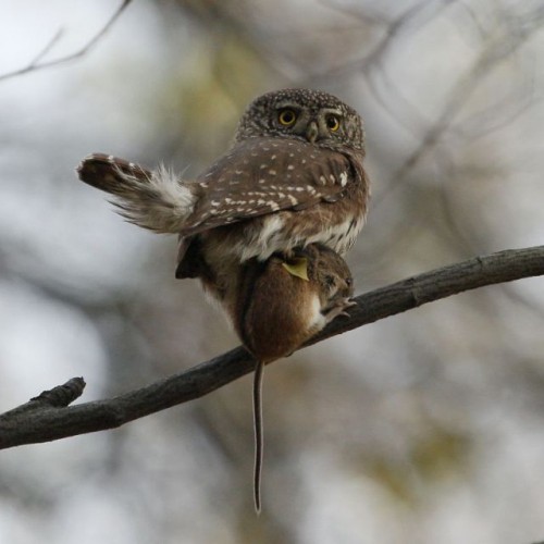 hornoxe.com_picdump127_60