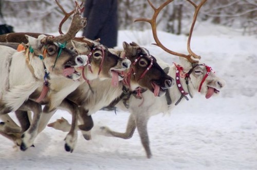 hornoxe.com_picdump128_016