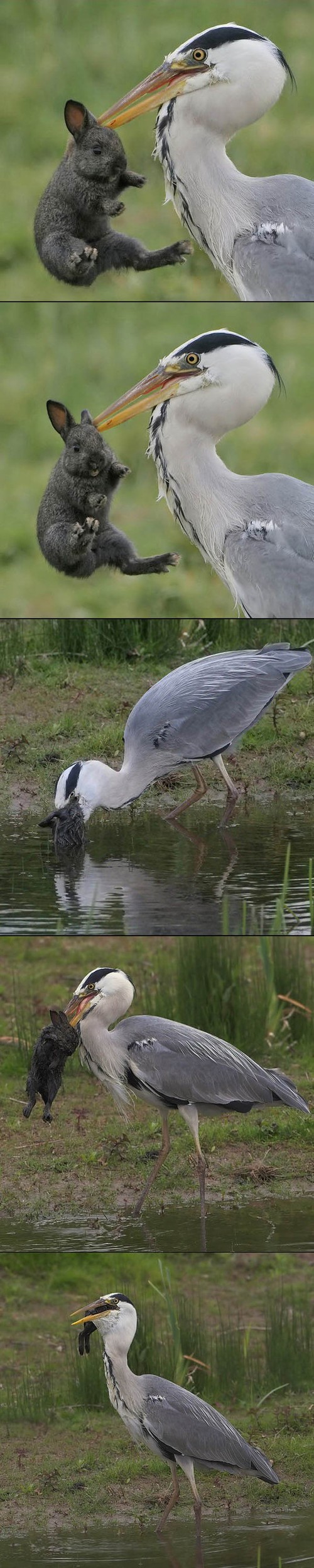 hornoxe.com_picdump128_053