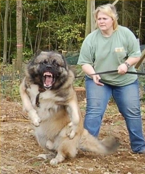 hornoxe.com_picdump129_147