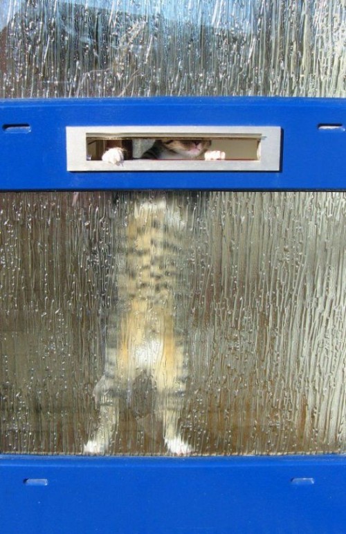 hornoxe.com_picdump130_086