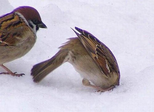 hornoxe.com_picdump131_032