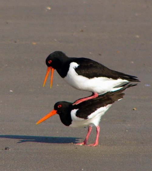 hornoxe.com_picdump132_025