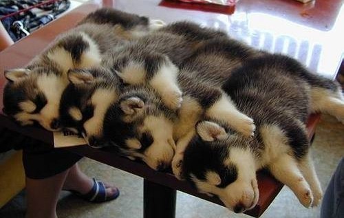 hornoxe.com_picdump132_045