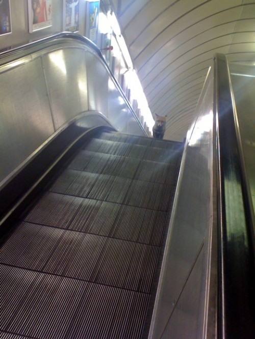 hornoxe.com_picdump132_106