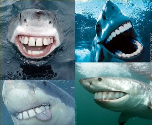 hornoxe.com_picdump132_146