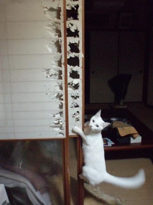 hornoxe.com_picdump135_87