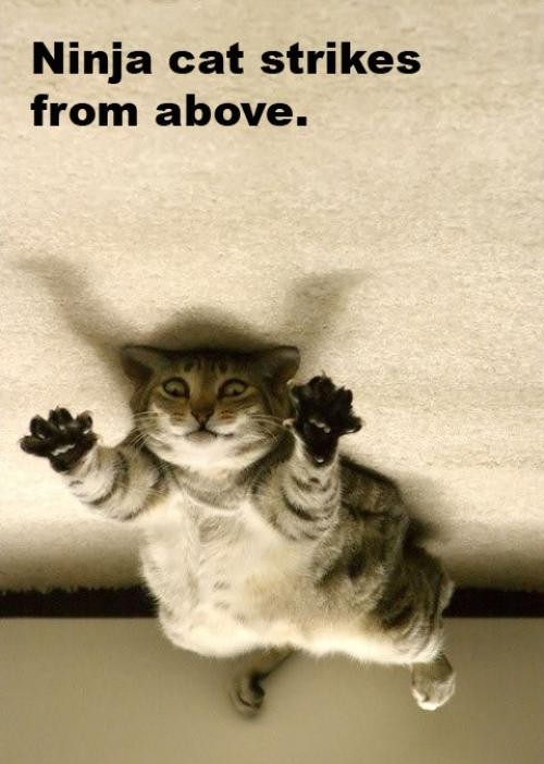 hornoxe.com_picdump137_057