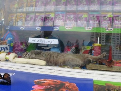 hornoxe.com_picdump138_069