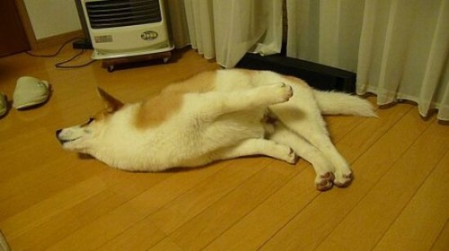 hornoxe.com_picdump139_014