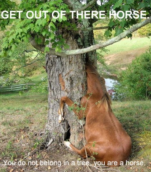 hornoxe.com_picdump139_081