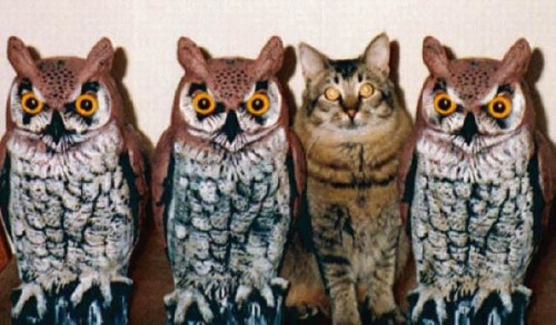 hornoxe.com_picdump140_006