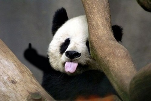 hornoxe.com_picdump140_009