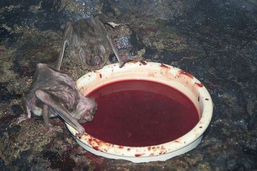 hornoxe.com_picdump140_132